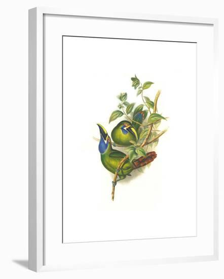 Blue Throated Toucanet-John Gould-Framed Art Print