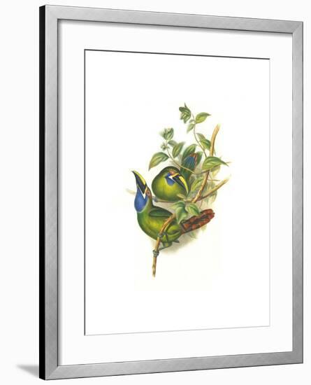 Blue Throated Toucanet-John Gould-Framed Art Print