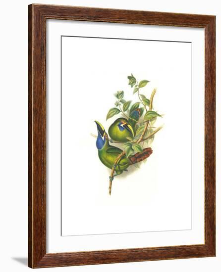 Blue Throated Toucanet-John Gould-Framed Art Print