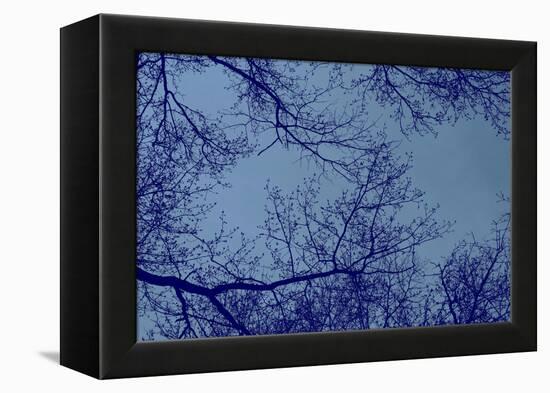 Blue Tinted Trees and Sky-null-Framed Stretched Canvas