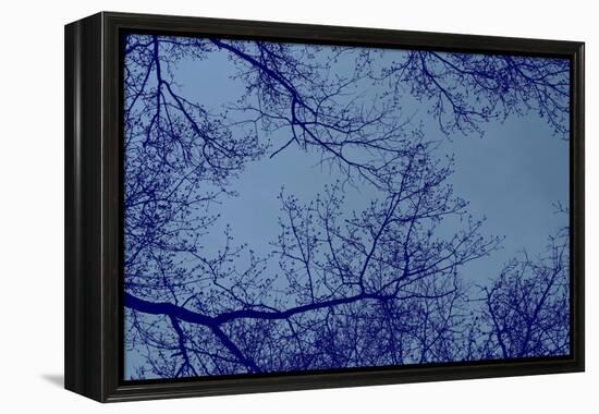 Blue Tinted Trees and Sky-null-Framed Stretched Canvas