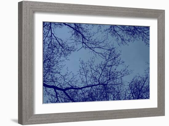 Blue Tinted Trees and Sky-null-Framed Photo