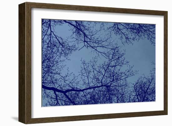 Blue Tinted Trees and Sky-null-Framed Photo