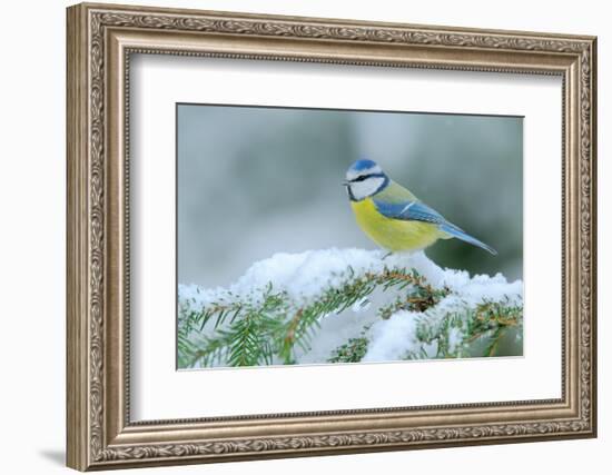 Blue Tit, Cute Blue and Yellow Songbird in Winter Scene, Snow Flake and Nice Spruce Tree Branch, Fr-Ondrej Prosicky-Framed Photographic Print