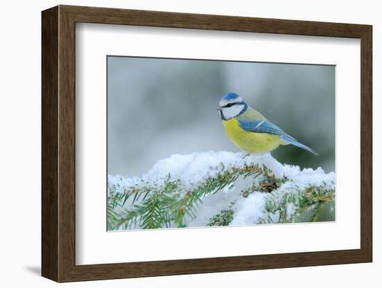 Blue Tit, Cute Blue and Yellow Songbird in Winter Scene, Snow Flake and Nice Spruce Tree Branch, Fr-Ondrej Prosicky-Framed Photographic Print