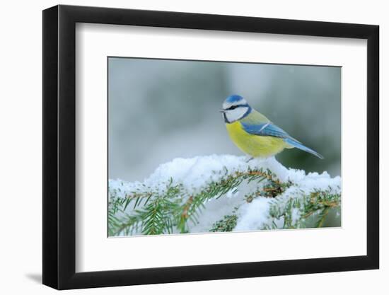 Blue Tit, Cute Blue and Yellow Songbird in Winter Scene, Snow Flake and Nice Spruce Tree Branch, Fr-Ondrej Prosicky-Framed Photographic Print