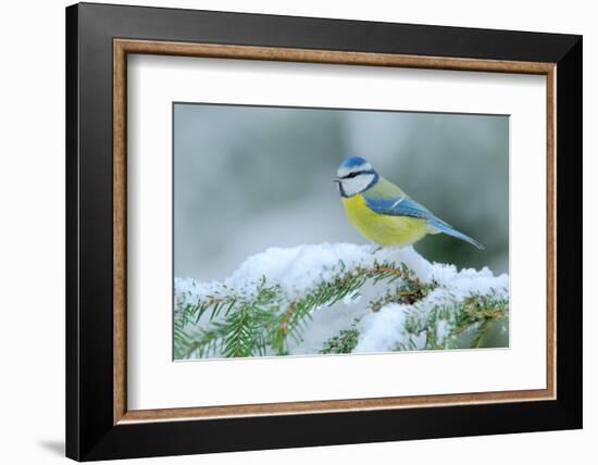 Blue Tit, Cute Blue and Yellow Songbird in Winter Scene, Snow Flake and Nice Spruce Tree Branch, Fr-Ondrej Prosicky-Framed Photographic Print