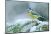 Blue Tit, Cute Blue and Yellow Songbird in Winter Scene, Snow Flake and Nice Spruce Tree Branch, Fr-Ondrej Prosicky-Mounted Photographic Print