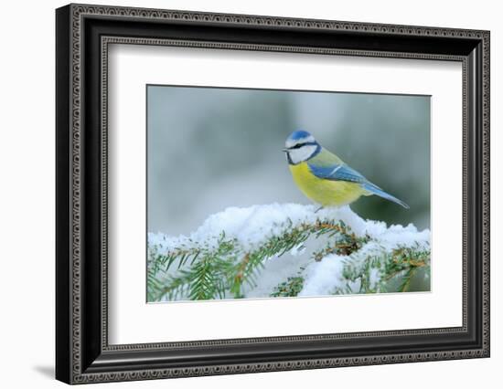 Blue Tit, Cute Blue and Yellow Songbird in Winter Scene, Snow Flake and Nice Spruce Tree Branch, Fr-Ondrej Prosicky-Framed Photographic Print