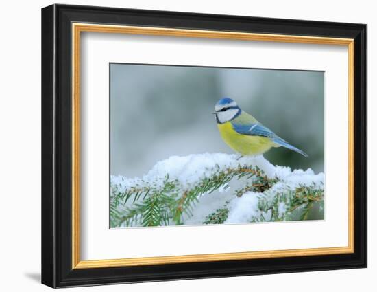 Blue Tit, Cute Blue and Yellow Songbird in Winter Scene, Snow Flake and Nice Spruce Tree Branch, Fr-Ondrej Prosicky-Framed Photographic Print