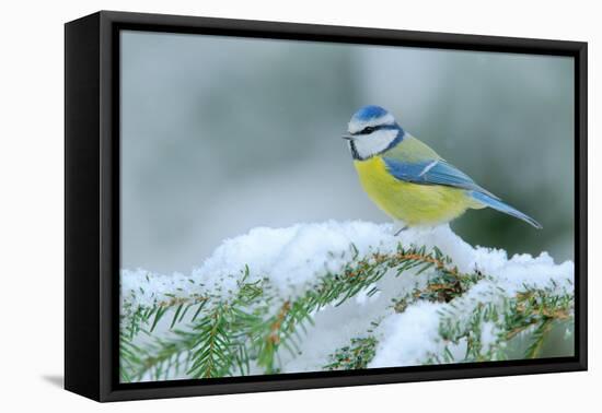 Blue Tit, Cute Blue and Yellow Songbird in Winter Scene, Snow Flake and Nice Spruce Tree Branch, Fr-Ondrej Prosicky-Framed Premier Image Canvas