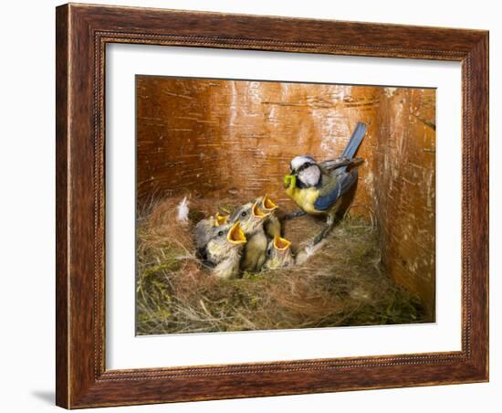 Blue tit  (Cyanistes caeruleus) feeding young in the nestbox,  Bavaria, Germany, May-Konrad Wothe-Framed Photographic Print