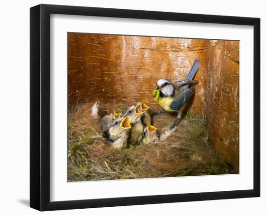 Blue tit  (Cyanistes caeruleus) feeding young in the nestbox,  Bavaria, Germany, May-Konrad Wothe-Framed Photographic Print