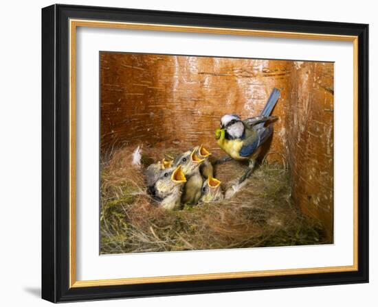 Blue tit  (Cyanistes caeruleus) feeding young in the nestbox,  Bavaria, Germany, May-Konrad Wothe-Framed Photographic Print