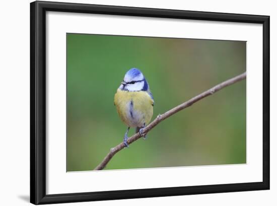 Blue Tit (Cyanistes Caeruleus) Perched On Branch. Barcelona. Catalonia. Spain-Oscar Dominguez-Framed Photographic Print