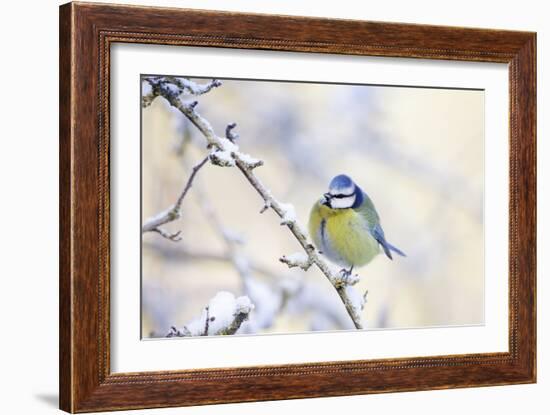 Blue Tit Feathers Puffed Up to Conserve Heat-null-Framed Photographic Print