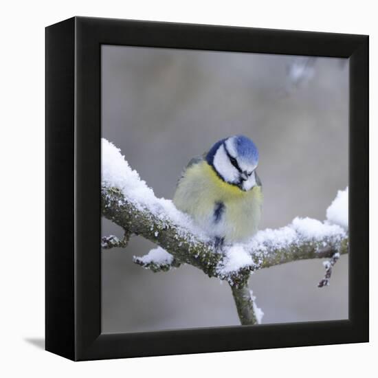 Blue Tit in Winter on Snowy Branch-null-Framed Premier Image Canvas