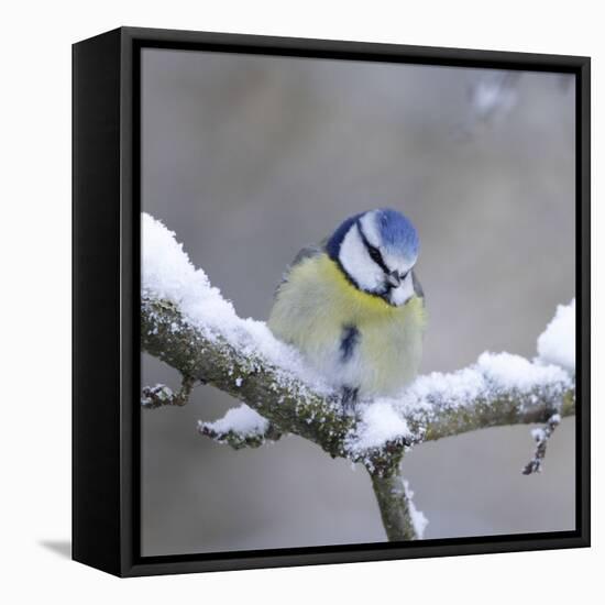 Blue Tit in Winter on Snowy Branch-null-Framed Premier Image Canvas