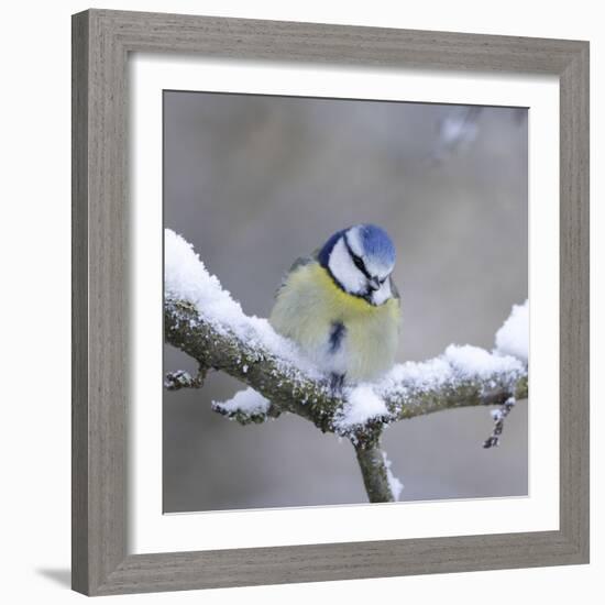 Blue Tit in Winter on Snowy Branch-null-Framed Photographic Print