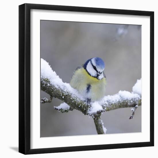 Blue Tit in Winter on Snowy Branch-null-Framed Photographic Print