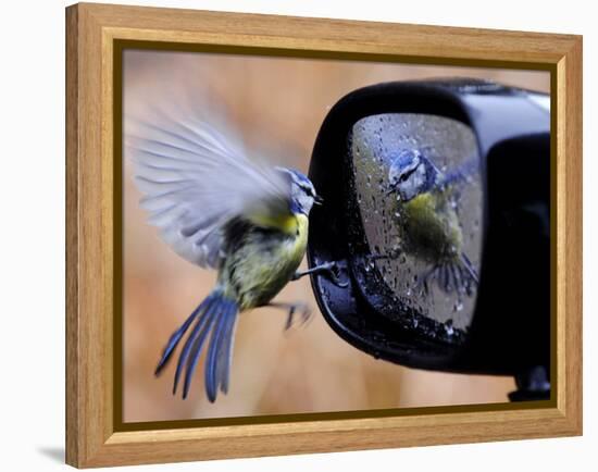 Blue Tit is Reflected in a Wing Mirror of a Car That is Covered with Raindrops-null-Framed Premier Image Canvas