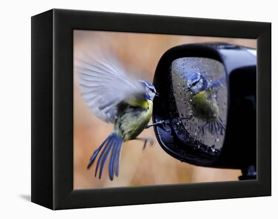 Blue Tit is Reflected in a Wing Mirror of a Car That is Covered with Raindrops-null-Framed Premier Image Canvas