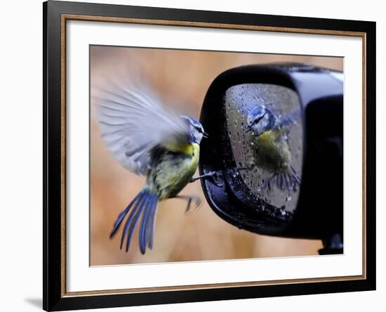 Blue Tit is Reflected in a Wing Mirror of a Car That is Covered with Raindrops-null-Framed Photographic Print