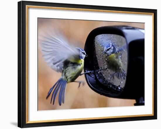 Blue Tit is Reflected in a Wing Mirror of a Car That is Covered with Raindrops-null-Framed Photographic Print