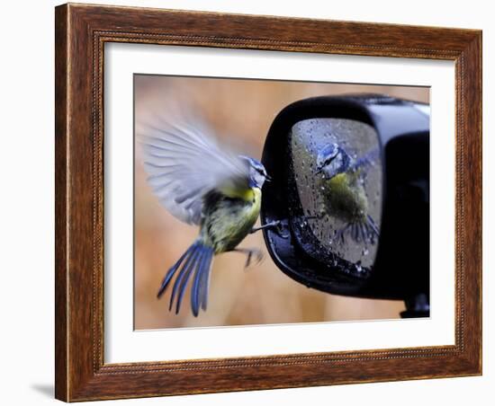 Blue Tit is Reflected in a Wing Mirror of a Car That is Covered with Raindrops-null-Framed Photographic Print