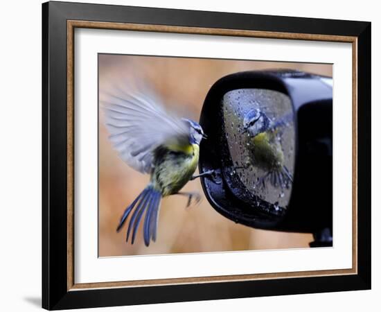 Blue Tit is Reflected in a Wing Mirror of a Car That is Covered with Raindrops-null-Framed Photographic Print