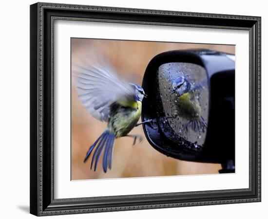 Blue Tit is Reflected in a Wing Mirror of a Car That is Covered with Raindrops-null-Framed Photographic Print