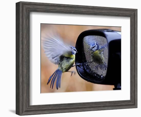 Blue Tit is Reflected in a Wing Mirror of a Car That is Covered with Raindrops-null-Framed Photographic Print