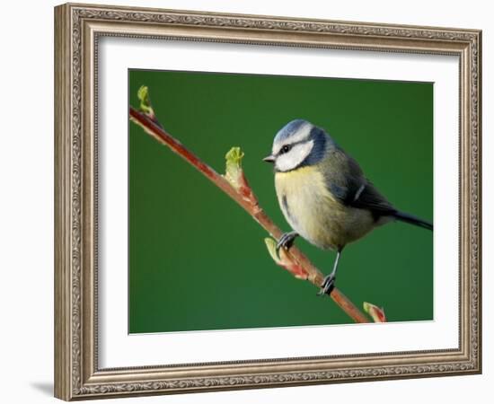 Blue Tit on Branch, Cornwall, UK-Ross Hoddinott-Framed Photographic Print