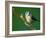 Blue Tit on Branch, Cornwall, UK-Ross Hoddinott-Framed Photographic Print