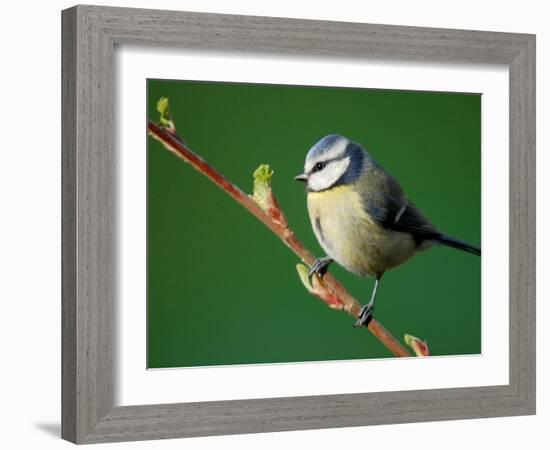 Blue Tit on Branch, Cornwall, UK-Ross Hoddinott-Framed Photographic Print