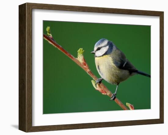 Blue Tit on Branch, Cornwall, UK-Ross Hoddinott-Framed Photographic Print