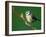 Blue Tit on Branch, Cornwall, UK-Ross Hoddinott-Framed Photographic Print