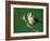 Blue Tit on Branch, Cornwall, UK-Ross Hoddinott-Framed Photographic Print