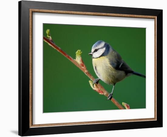 Blue Tit on Branch, Cornwall, UK-Ross Hoddinott-Framed Photographic Print