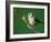 Blue Tit on Branch, Cornwall, UK-Ross Hoddinott-Framed Photographic Print