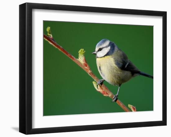 Blue Tit on Branch, Cornwall, UK-Ross Hoddinott-Framed Photographic Print