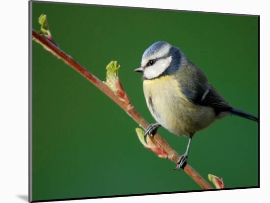 Blue Tit on Branch, Cornwall, UK-Ross Hoddinott-Mounted Photographic Print