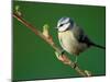 Blue Tit on Branch, Cornwall, UK-Ross Hoddinott-Mounted Photographic Print