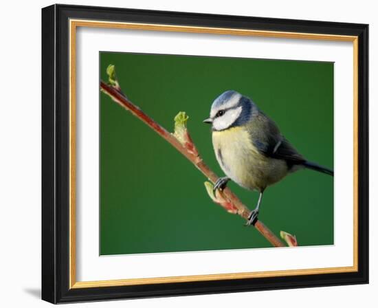 Blue Tit on Branch, Cornwall, UK-Ross Hoddinott-Framed Photographic Print