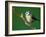 Blue Tit on Branch, Cornwall, UK-Ross Hoddinott-Framed Photographic Print