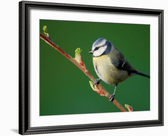 Blue Tit on Branch, Cornwall, UK-Ross Hoddinott-Framed Photographic Print