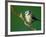 Blue Tit on Branch, Cornwall, UK-Ross Hoddinott-Framed Photographic Print