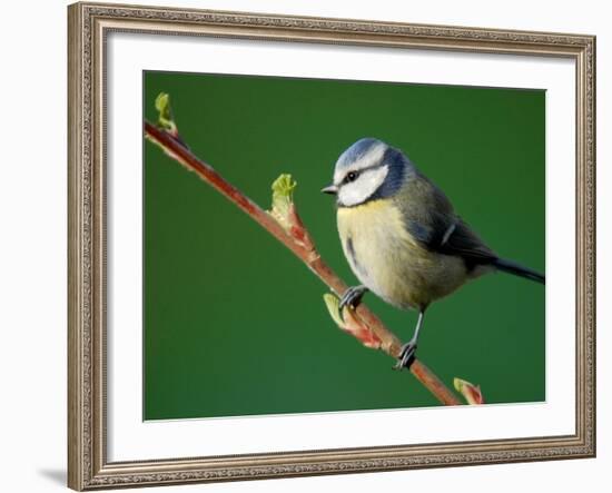 Blue Tit on Branch, Cornwall, UK-Ross Hoddinott-Framed Photographic Print