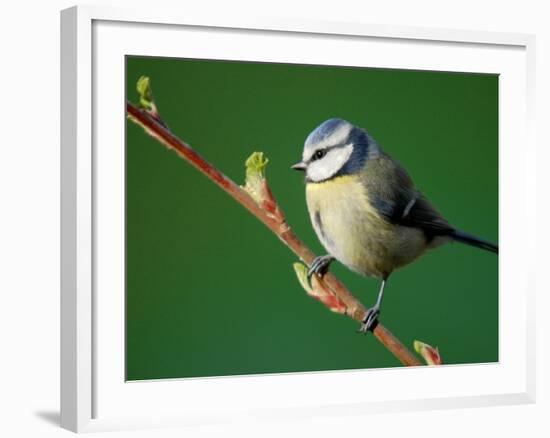 Blue Tit on Branch, Cornwall, UK-Ross Hoddinott-Framed Photographic Print