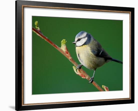 Blue Tit on Branch, Cornwall, UK-Ross Hoddinott-Framed Photographic Print